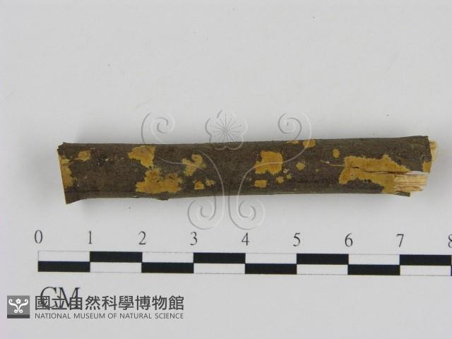 刺革菌屬藏品圖，第1張