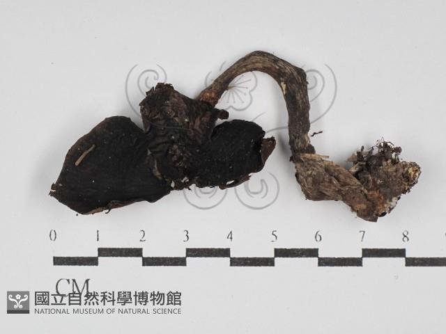 登錄號:F0030253藏品圖，第1張