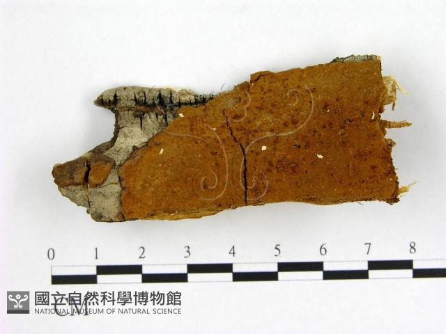 登錄號:F0006253藏品圖，第1張