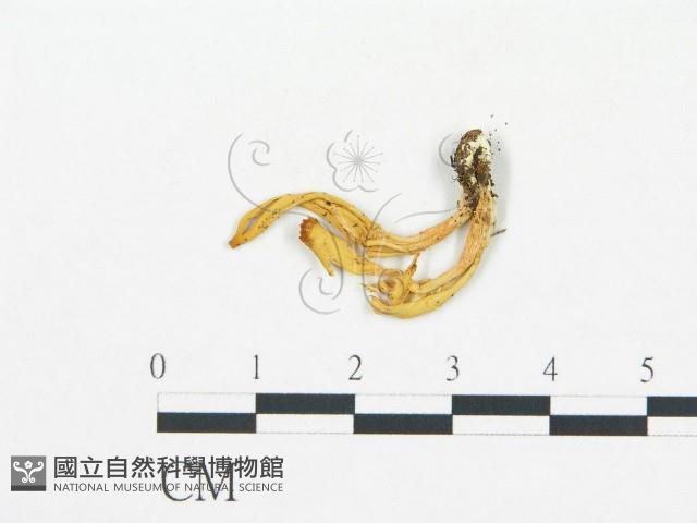 登錄號:F0016253藏品圖，第1張