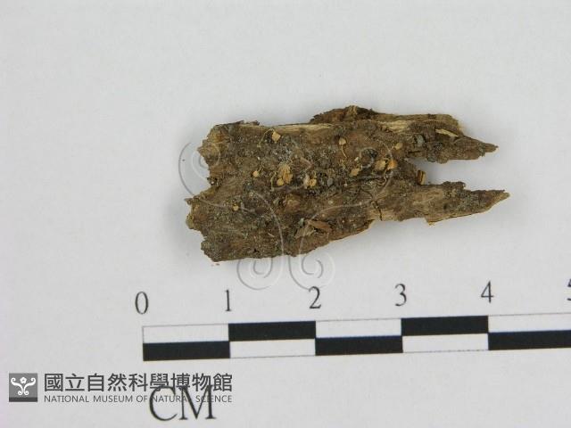 登錄號:F0001253藏品圖，第1張