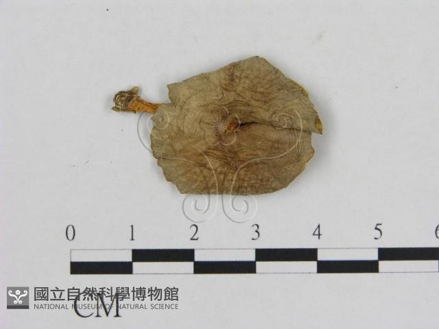 小菇屬藏品圖，第1張