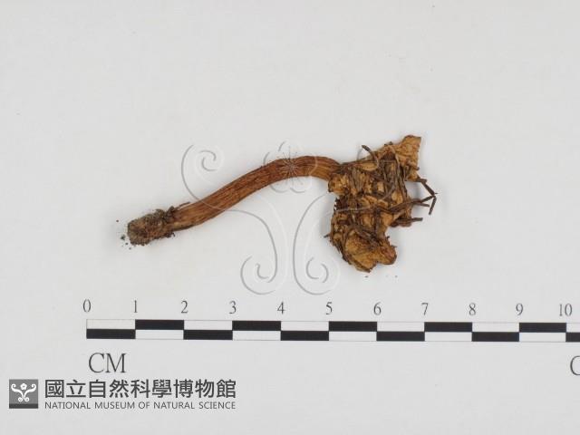 登錄號:F0024253藏品圖，第1張