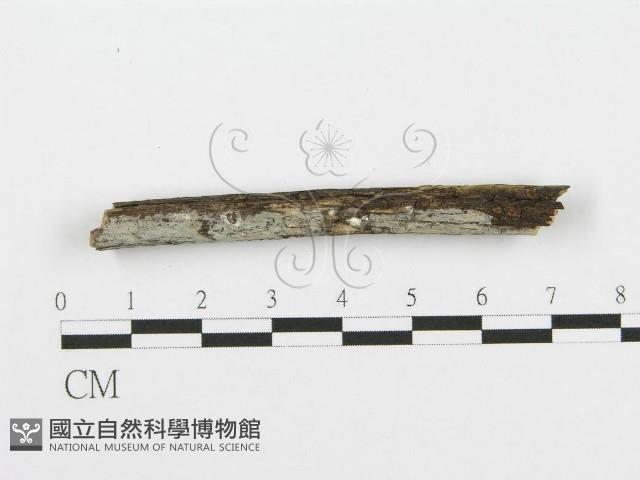 登錄號:F0004253藏品圖，第1張