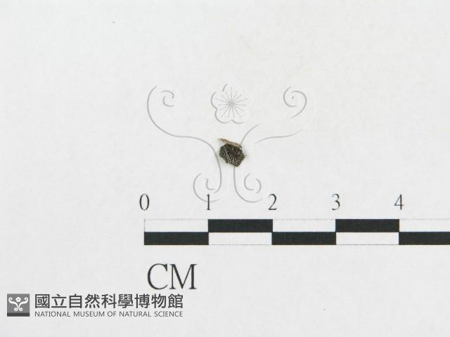 登錄號:F0014253藏品圖，第1張