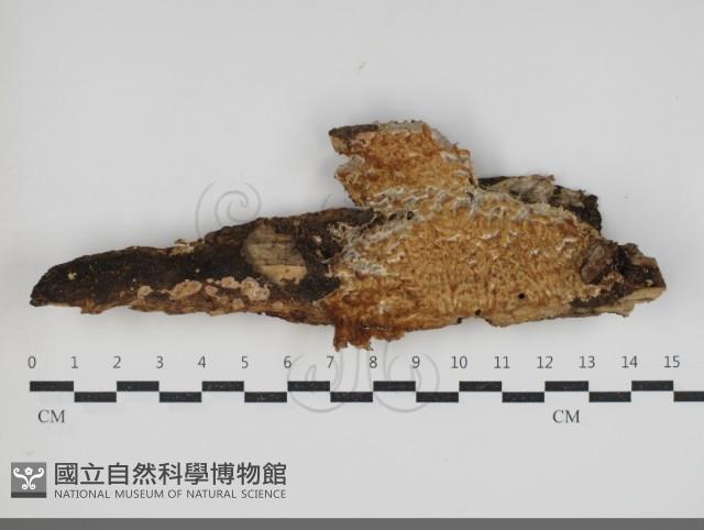 登錄號:F0034253藏品圖，第1張