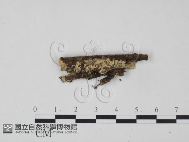 登錄號:F0022253藏品圖，第1張