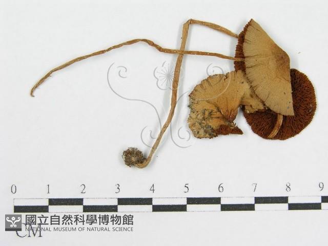 登錄號:F0002253藏品圖，第1張