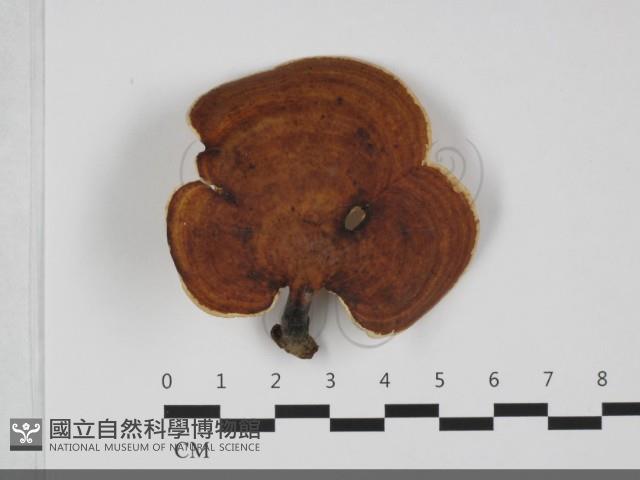 相鄰小孔菌藏品圖，第1張