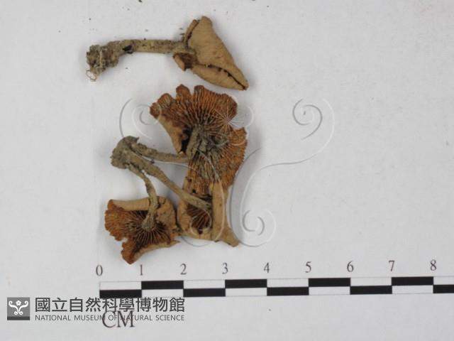 登錄號:F0027253藏品圖，第1張