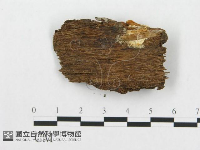 登錄號:F0007253藏品圖，第1張