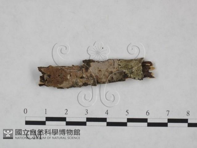 顯絲菌屬藏品圖，第1張