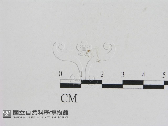 小菇屬藏品圖，第1張