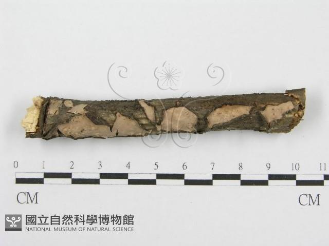 筍殼菌屬藏品圖，第1張