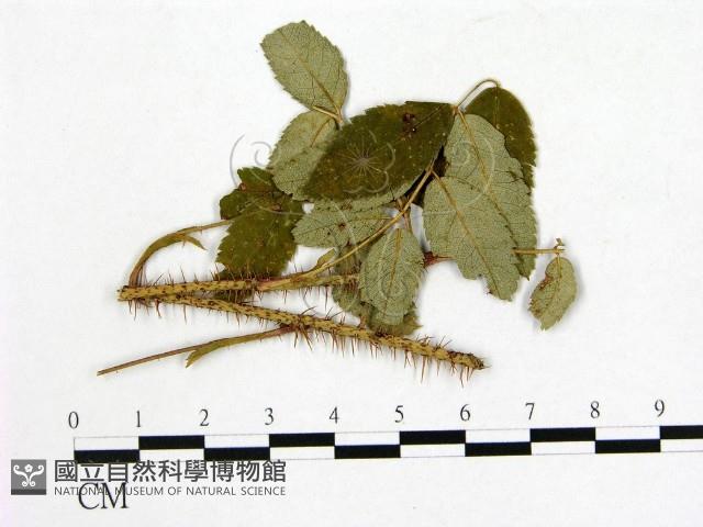 登錄號:F0019253藏品圖，第1張