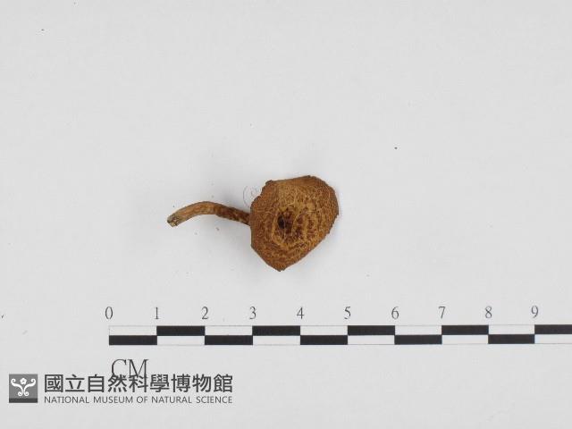登錄號:F0003253藏品圖，第1張