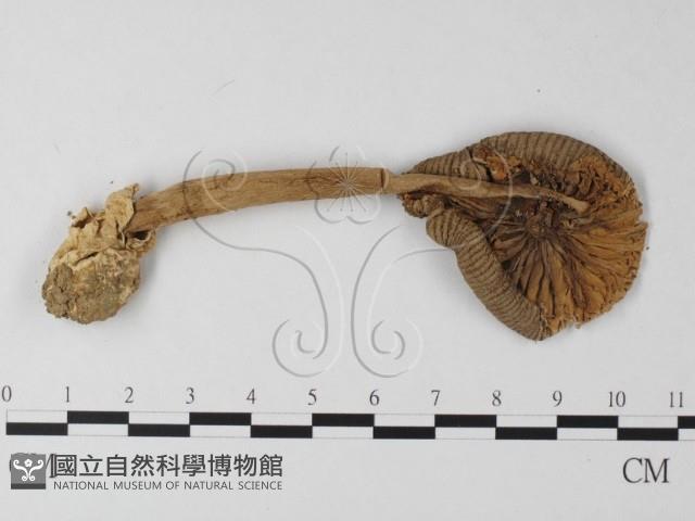 登錄號:F0013253藏品圖，第1張
