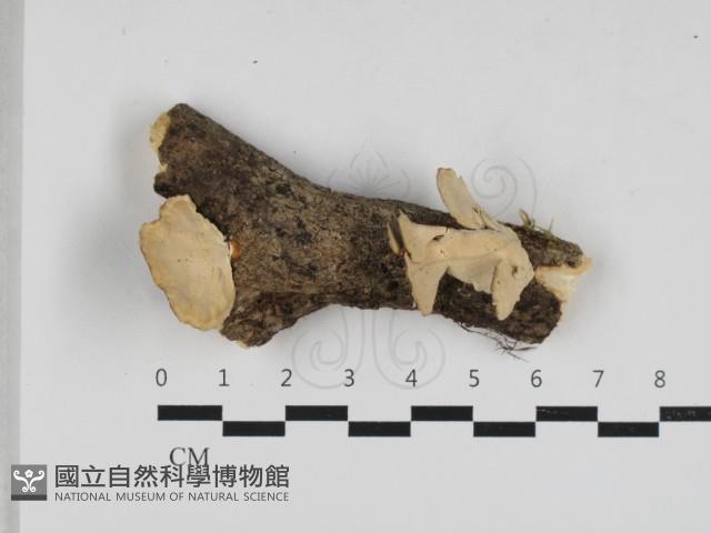 相鄰小孔菌藏品圖，第1張