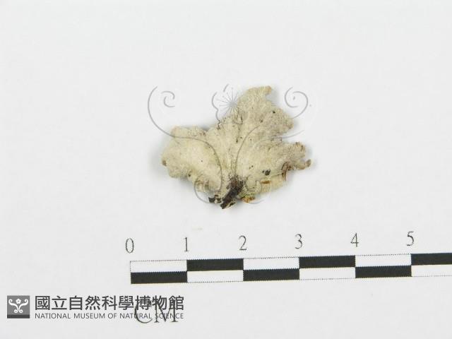 裂褶菌藏品圖，第1張