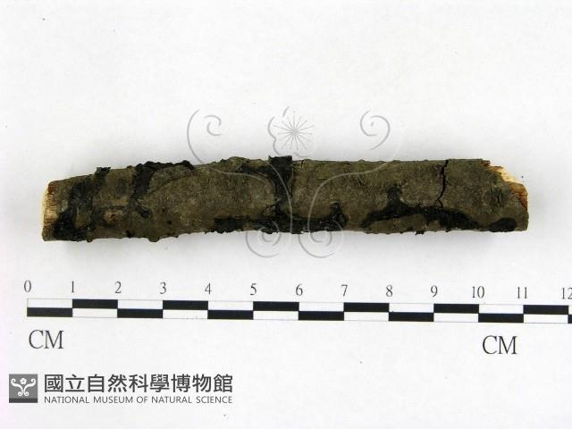 登錄號:F0020853藏品圖，第1張