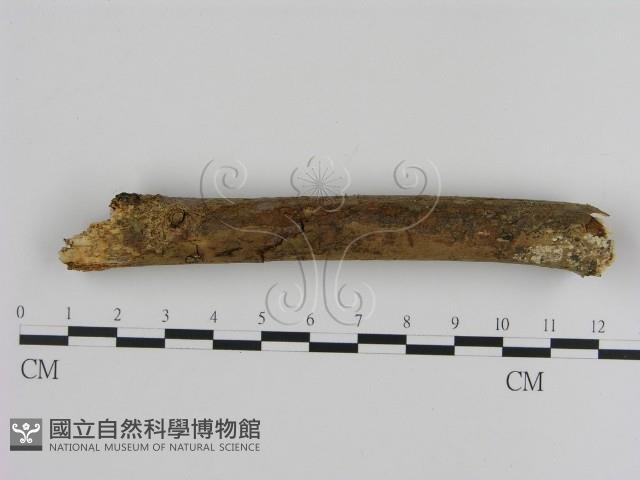 刺革菌屬藏品圖，第1張