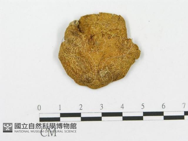 登錄號:F0010853藏品圖，第1張