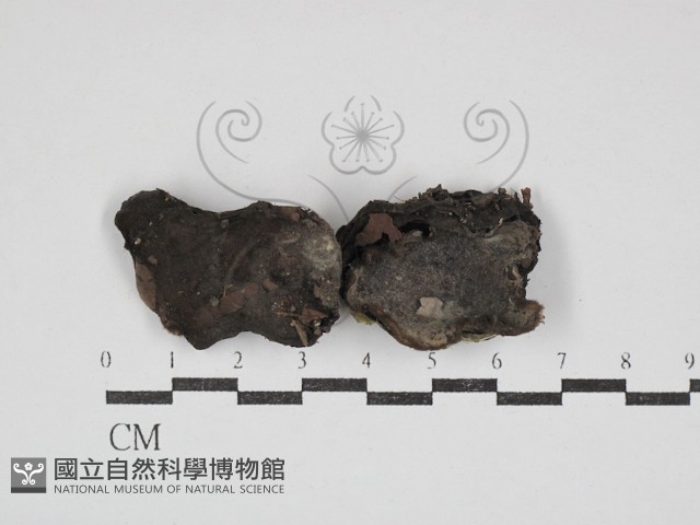 登錄號:F0030853藏品圖，第1張