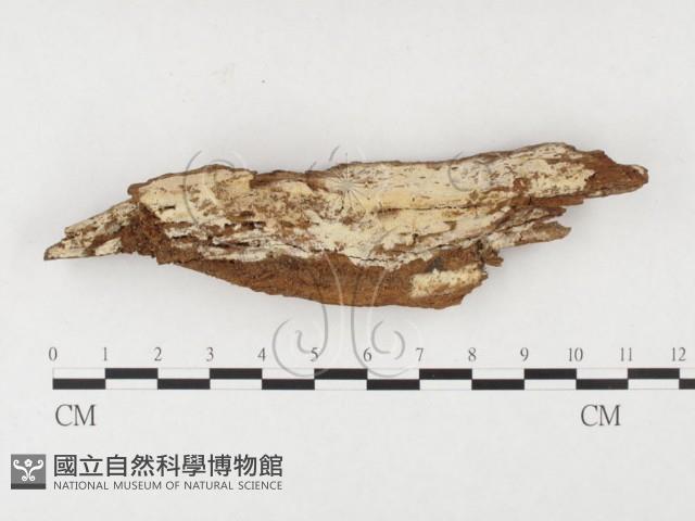 登錄號:F0026853藏品圖，第1張