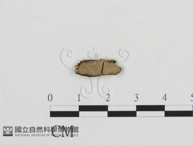 登錄號:F0016853藏品圖，第1張