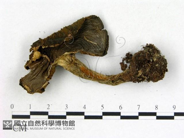 登錄號:F0021853藏品圖，第1張