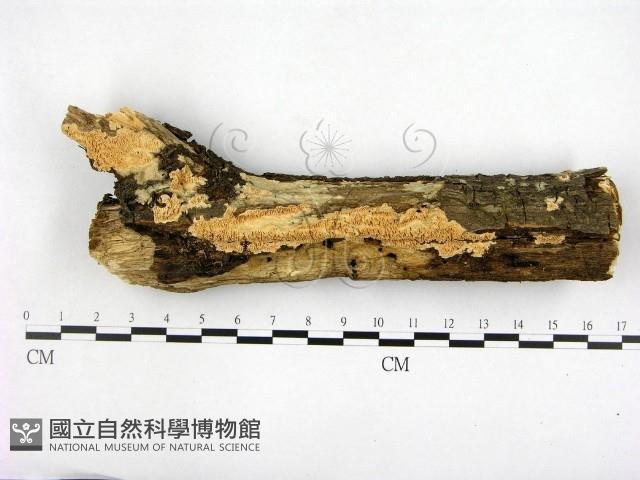 顯絲菌屬藏品圖，第1張