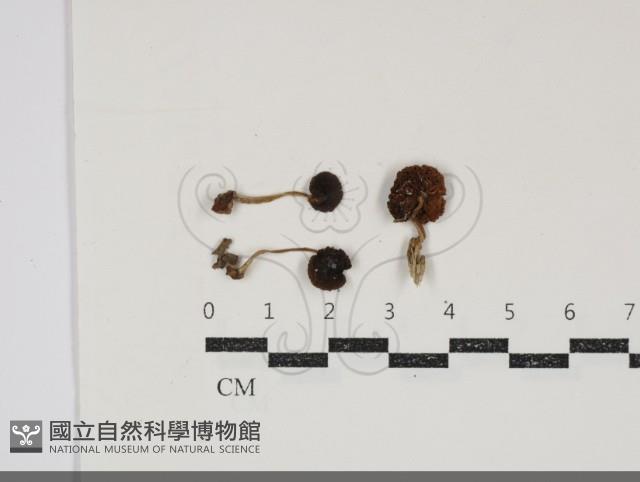 Accession Number:F0034853 Collection Image, Figure 1, Total 2 Figures