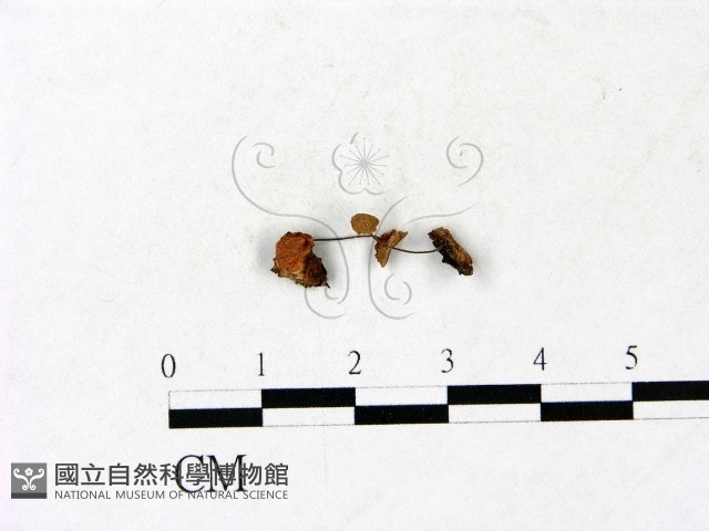 小皮傘屬藏品圖，第1張