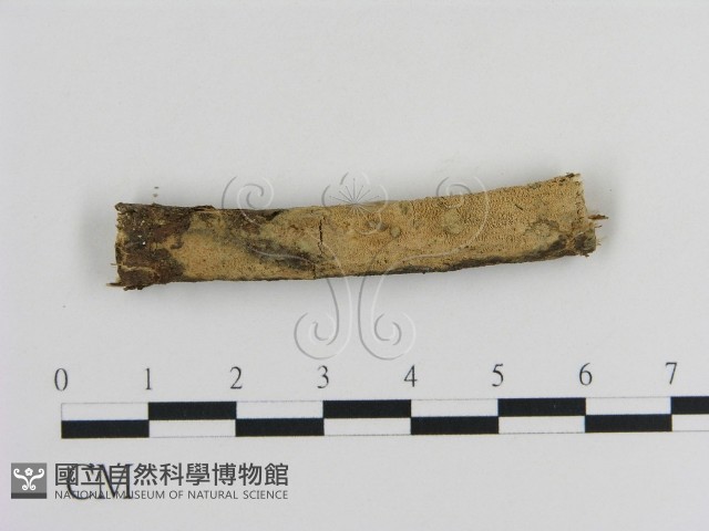 登錄號:F0002853藏品圖，第1張