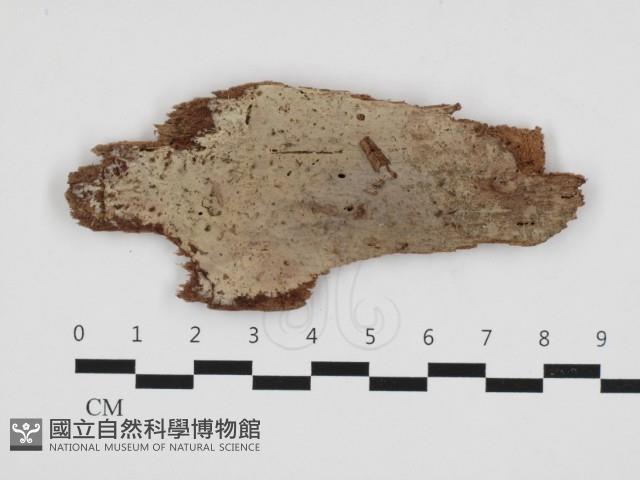 登錄號:F0032853藏品圖，第1張