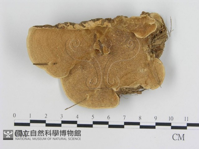 登錄號:F0007853藏品圖，第1張