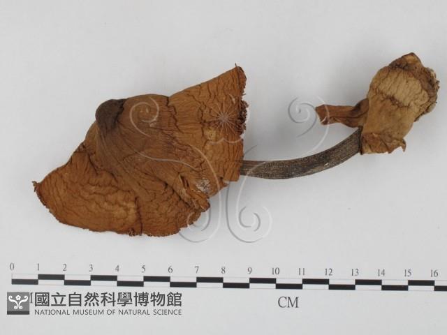 登錄號:F0025853藏品圖，第1張