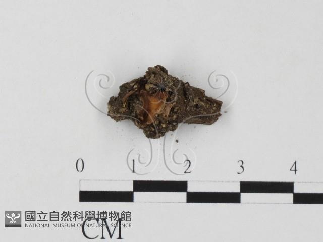 登錄號:F0009853藏品圖，第1張