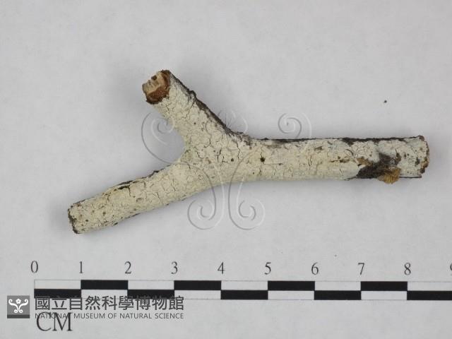 冇骨消絲齒菌藏品圖，第1張
