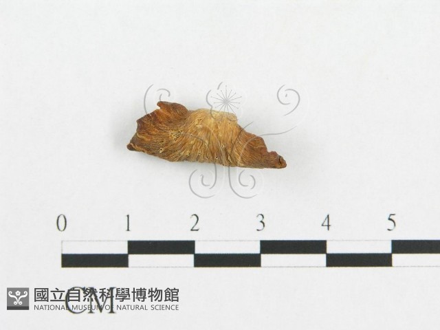 多孔菌屬藏品圖，第1張