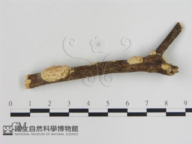 登錄號:F0013853藏品圖，第1張