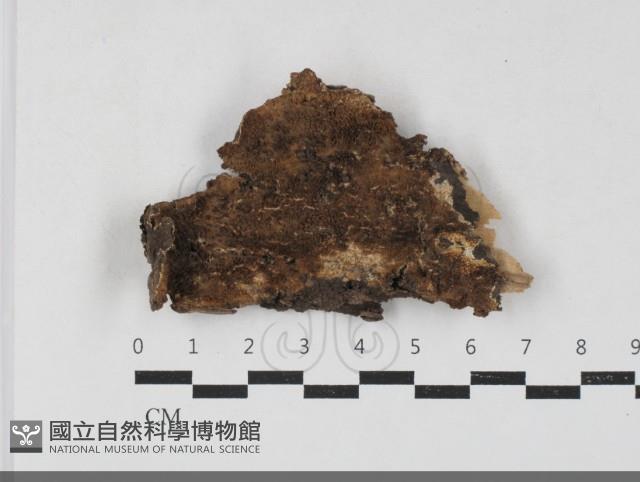 登錄號:F0033853藏品圖，第1張