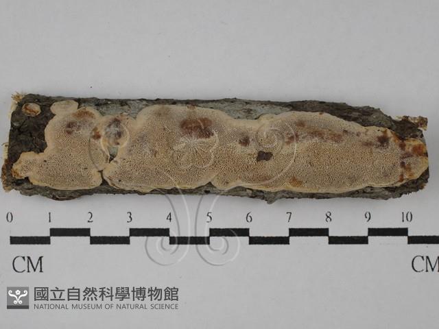 登錄號:F0028953藏品圖，第1張