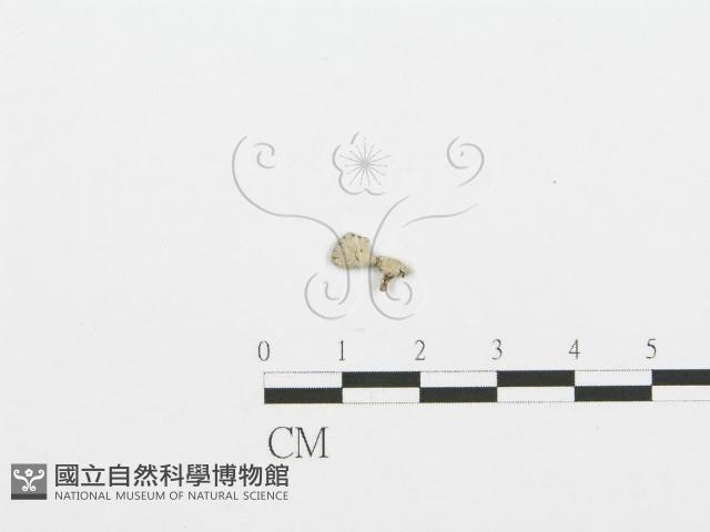 裂褶菌藏品圖，第1張