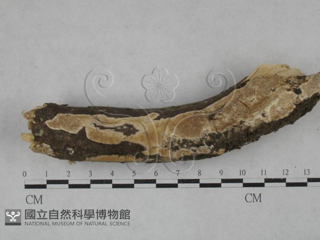 登錄號:F0020953藏品圖，第1張