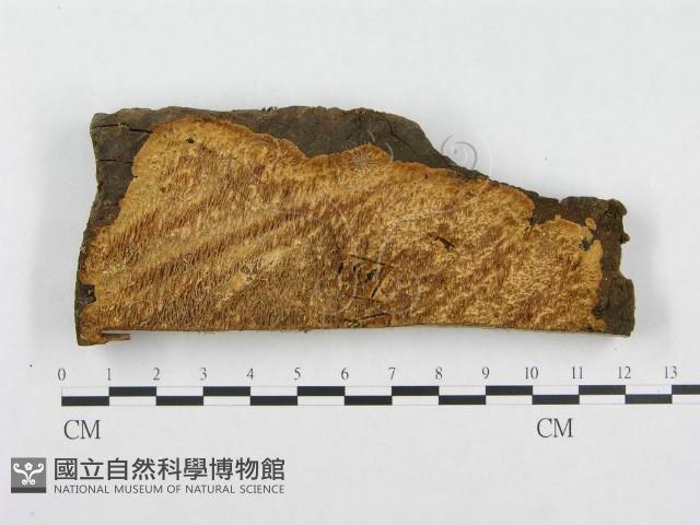 登錄號:F0000953藏品圖，第1張