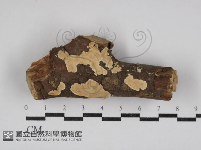 齒耳菌屬藏品圖，第1張