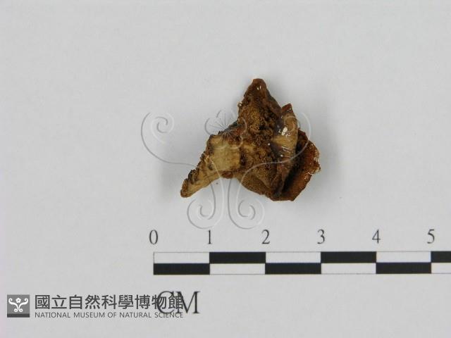 登錄號:F0006953藏品圖，第1張