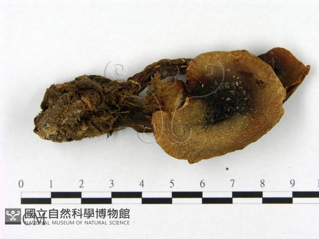 登錄號:F0021953藏品圖，第1張