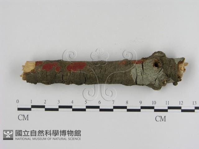 刺革菌屬藏品圖，第1張